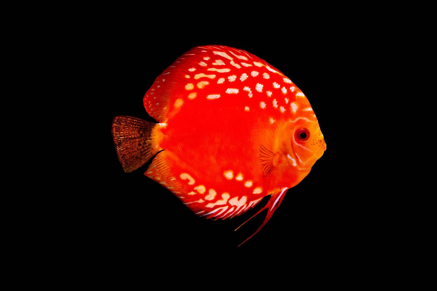 Red Diamond Discus