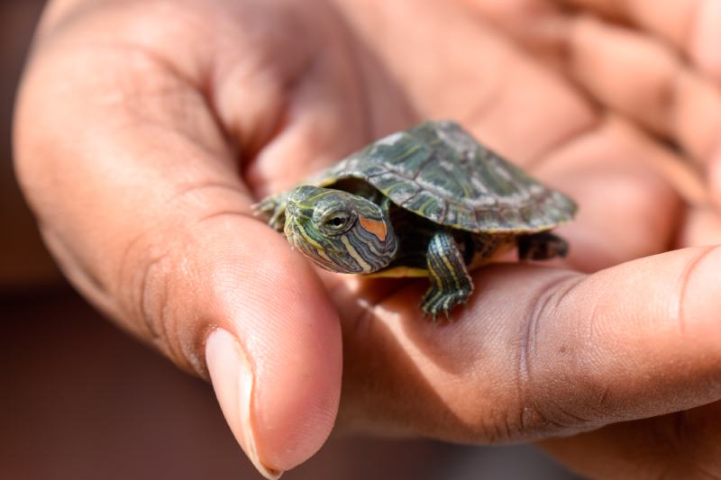 Red Eared Slider Turtle Sitting And Relaxing On The Girl's Hand