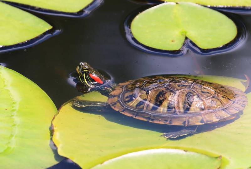 Red Eared Slider Turtle