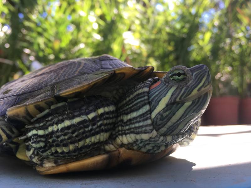 Red Eared Slider turtle