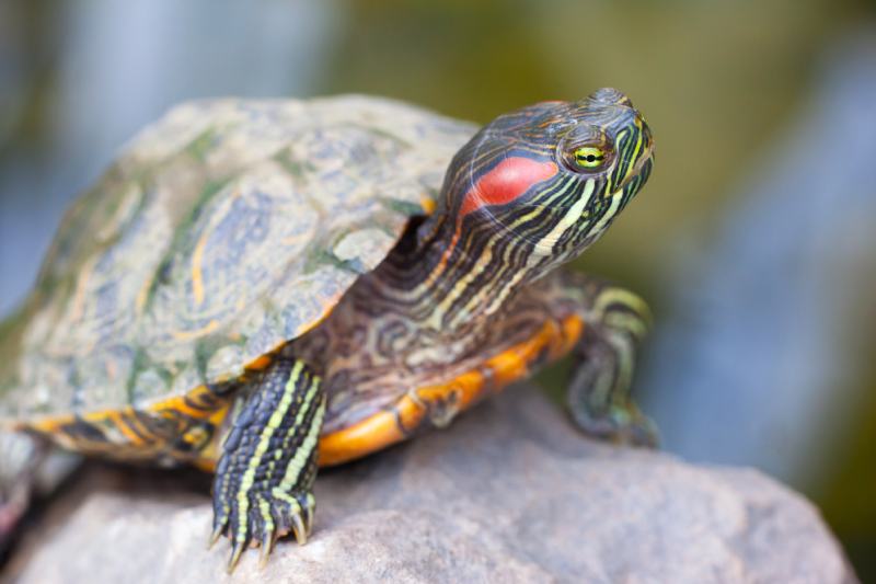 Red Eared Terrapin