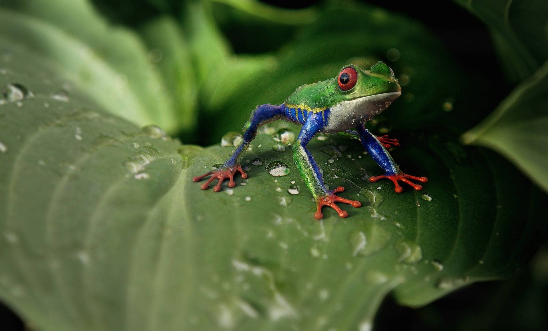 Red Eye Tree Frog above the leaf_Pixabay