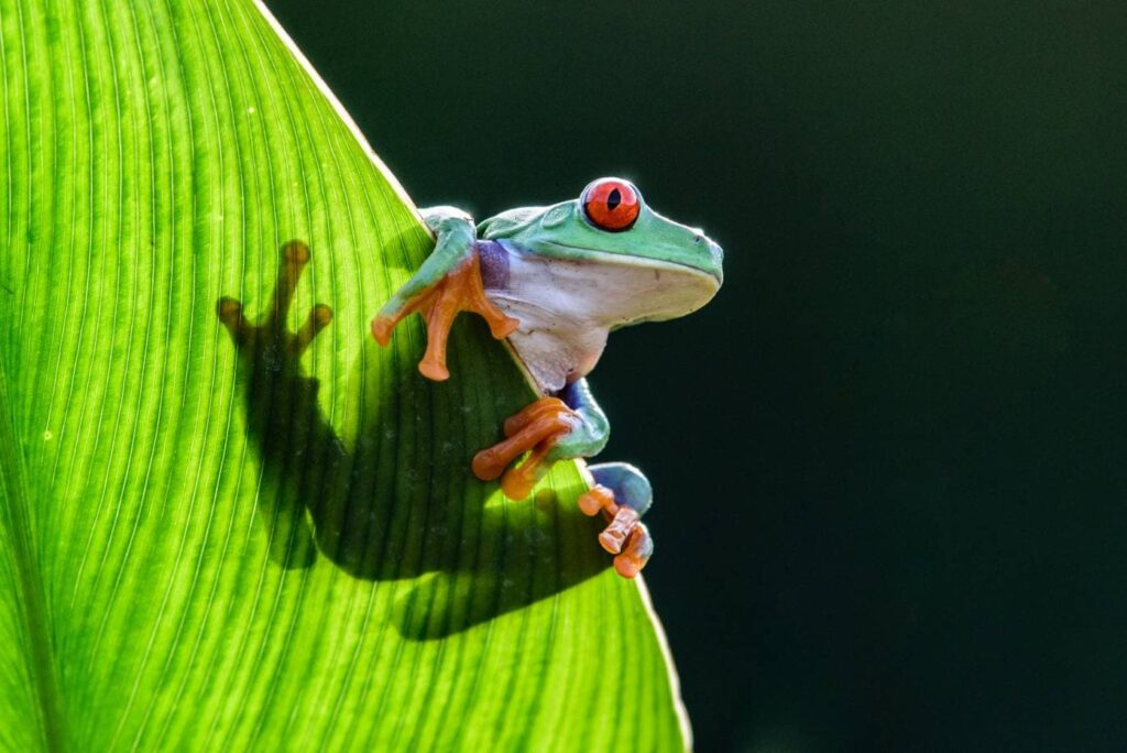 Red Eye Tree frog on the leaf_Vaclav Sebek_Shutterstock