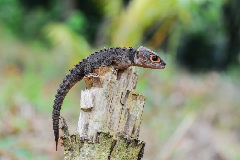 Red-Eyed Crocodile Skink