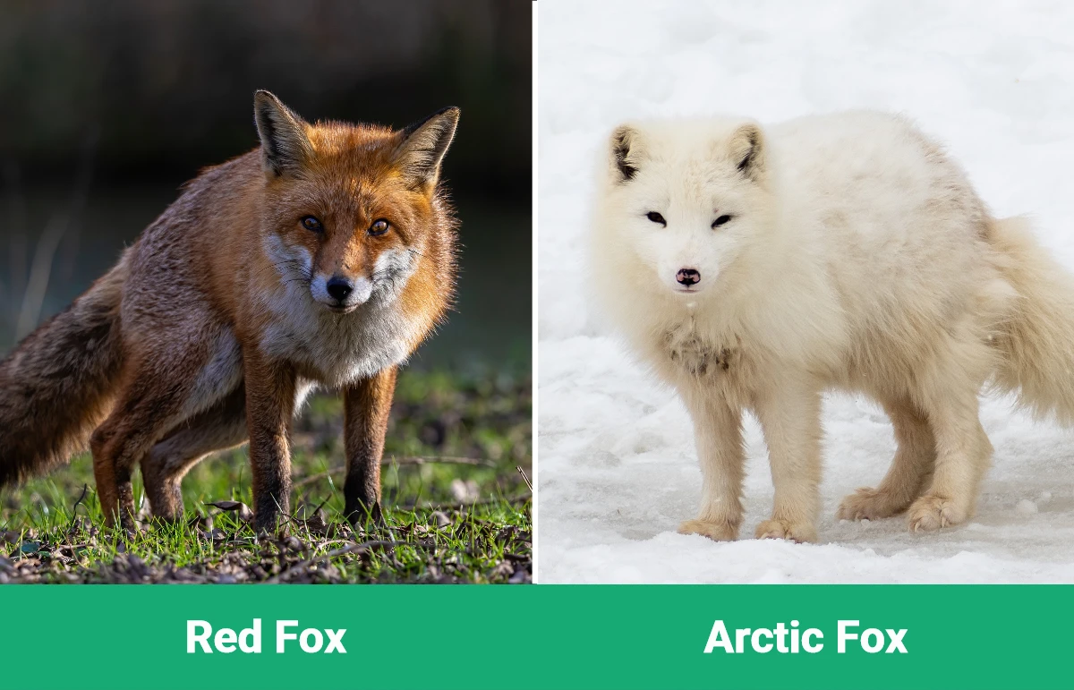 Red Fox vs Arctic Fox - Visual Differences