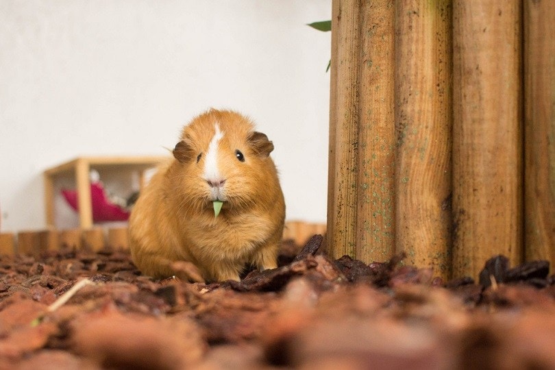 Red Guinea Pig eating Bamboo_Joline Greim_shutterstock