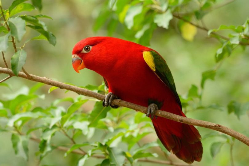 Red Lori Parrot Side view_ cowboy54_Shutterstock