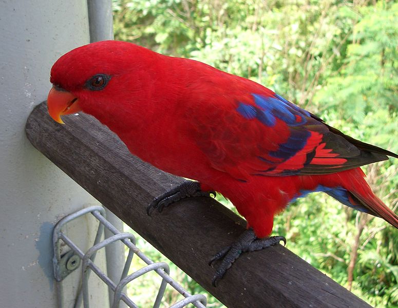 Red Lory (Eos bornea)