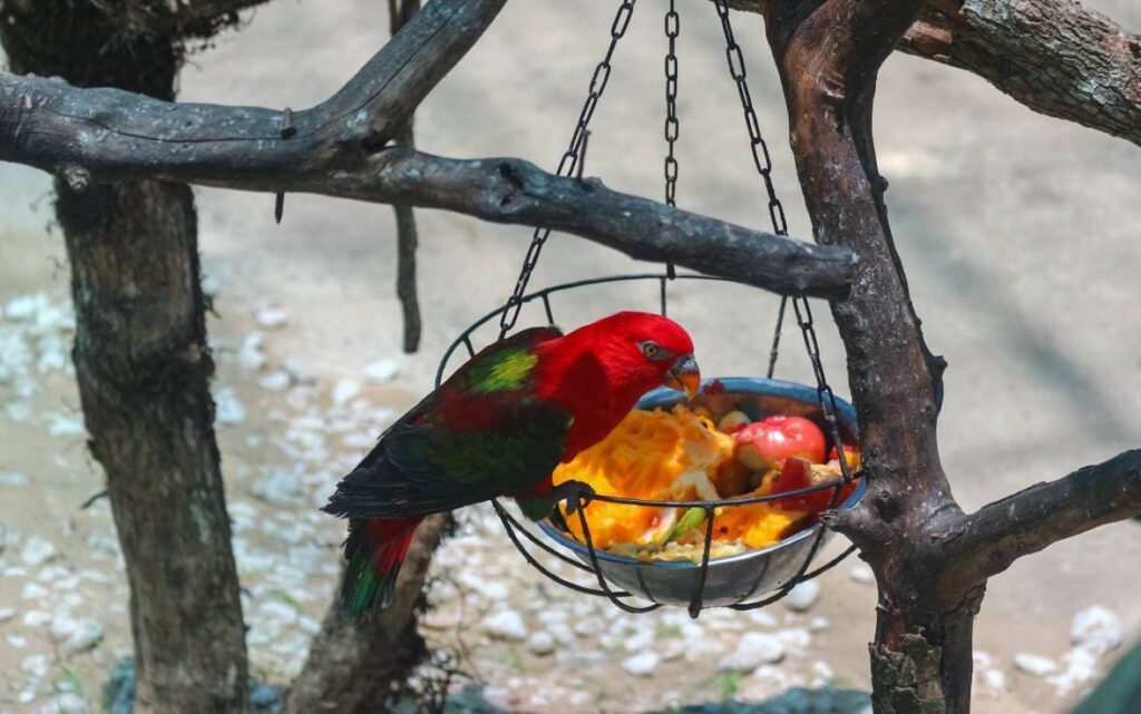 Red Lory eating_ Tri Cao Le_Shutterstock