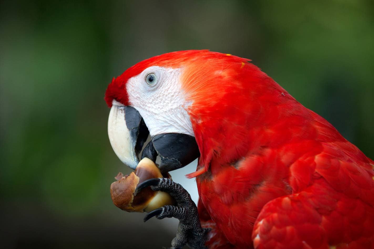 Red Macaw Side view_ Gaston Piccinetti_Shutterstock