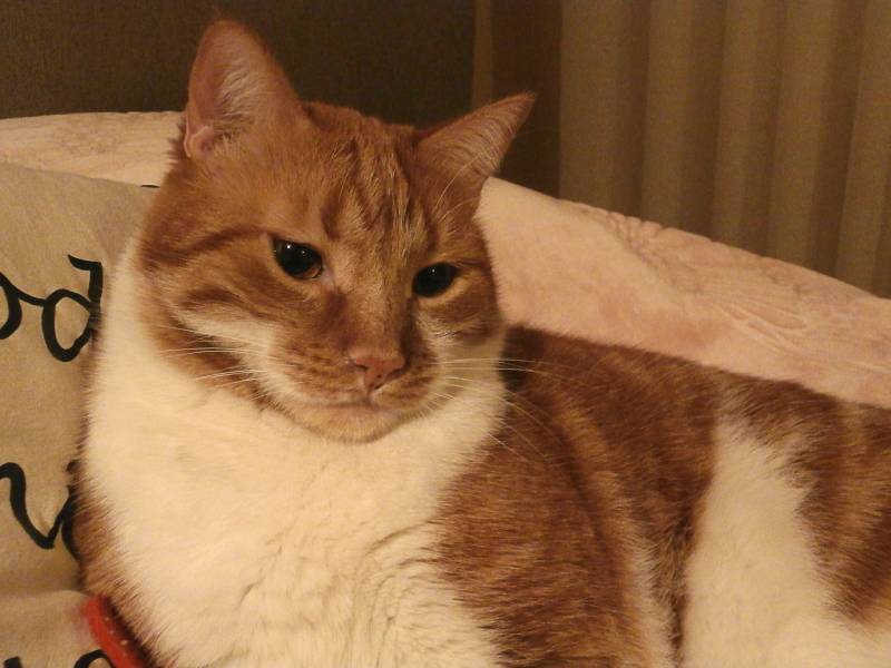 Red Munchkin Cat on bed