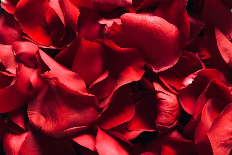 Red Rose Petals
