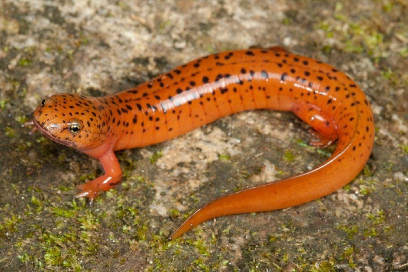 Red Salamander
