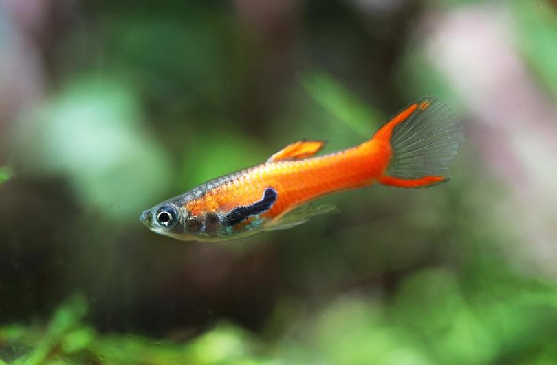 Red Scarlet or Chilli Endler Guppy_Pavaphon Supanantananont_shutterstock