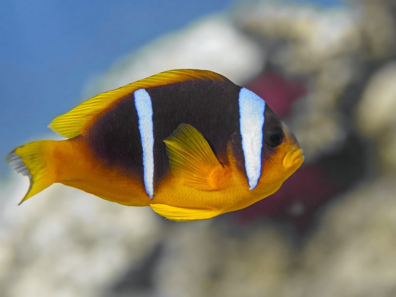 Red Sea Clownfish in water of Red Sea