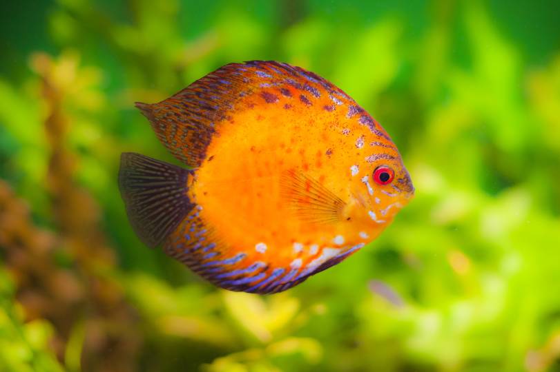 Red Sun Discus