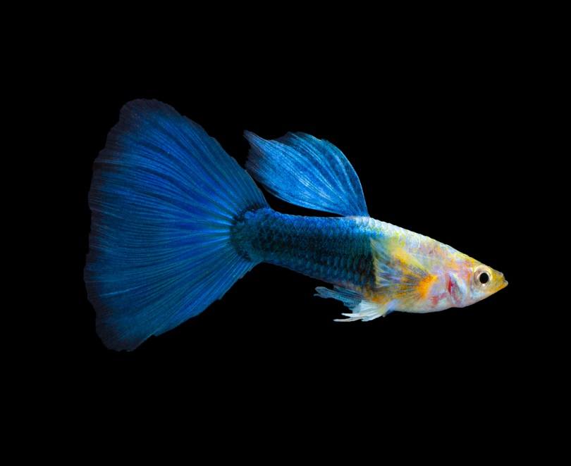 Red Wag Swordtail and Cremecicle Lyretail Molly_panpilai paipa_shutterstock