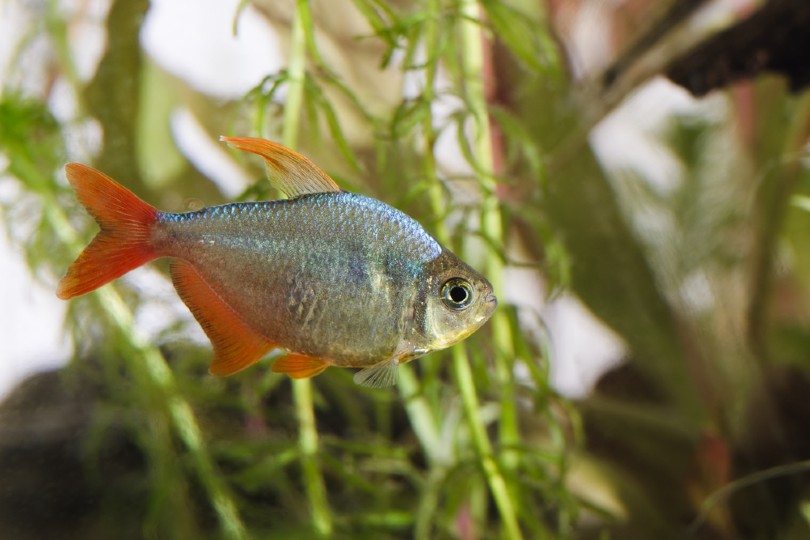 Red and Blue Colombian Tetra