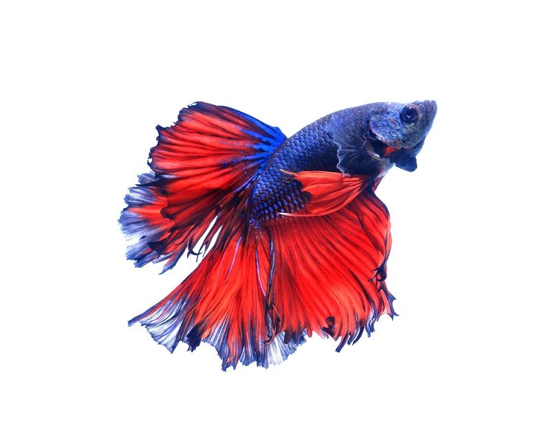 Red and blue half moon butterfly_NattapolStudiO_shutterstoock