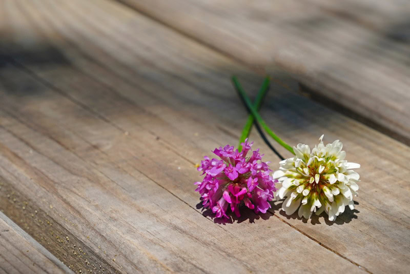Red and white clover on a table