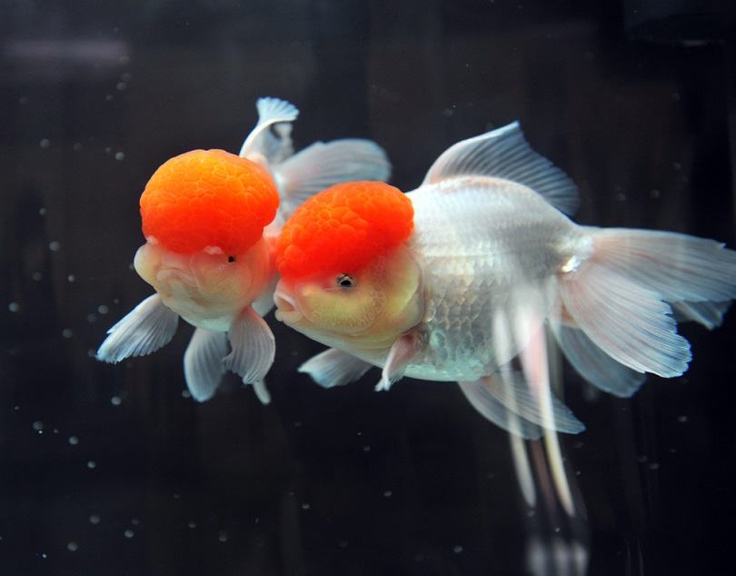 Red cap oranda goldfish_hxdbzxy_shutterstock