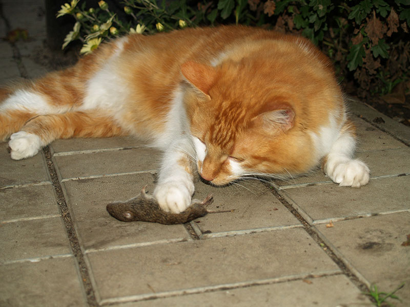 red cat who caught a mouse