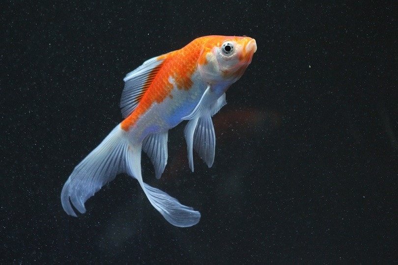 Red comet goldfish white fish_Mohamed Nageeb Nasr_shutterstock