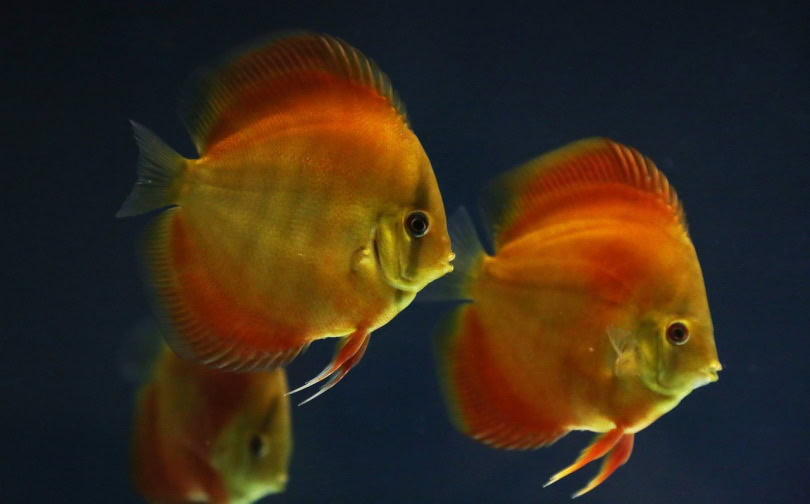 Red discus fish