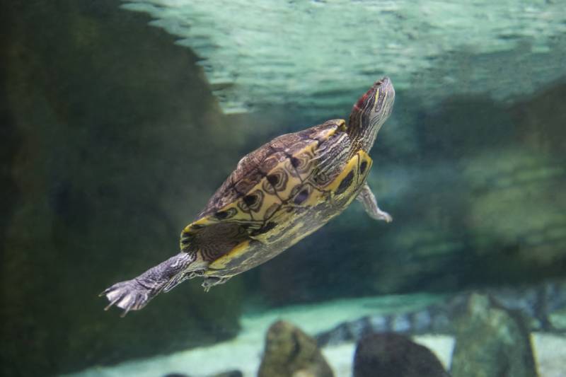 Red-eared Slider (Trachemys scripta elegans) in an aquarium behind glass