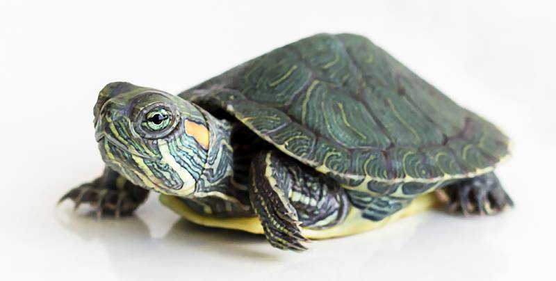 Red eared Slider turtle