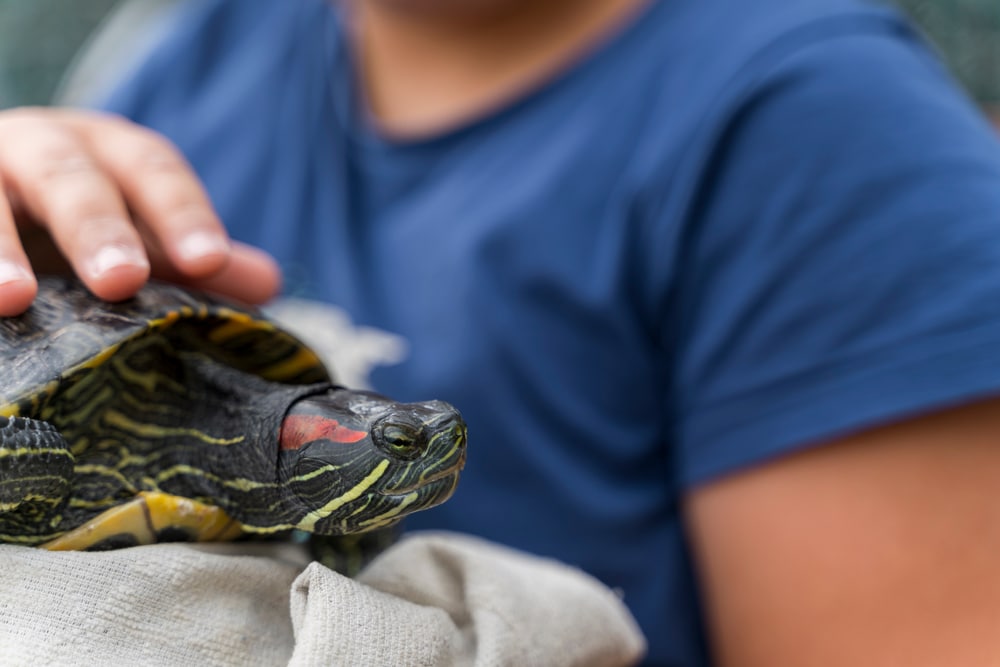 A red-eared slider turtle