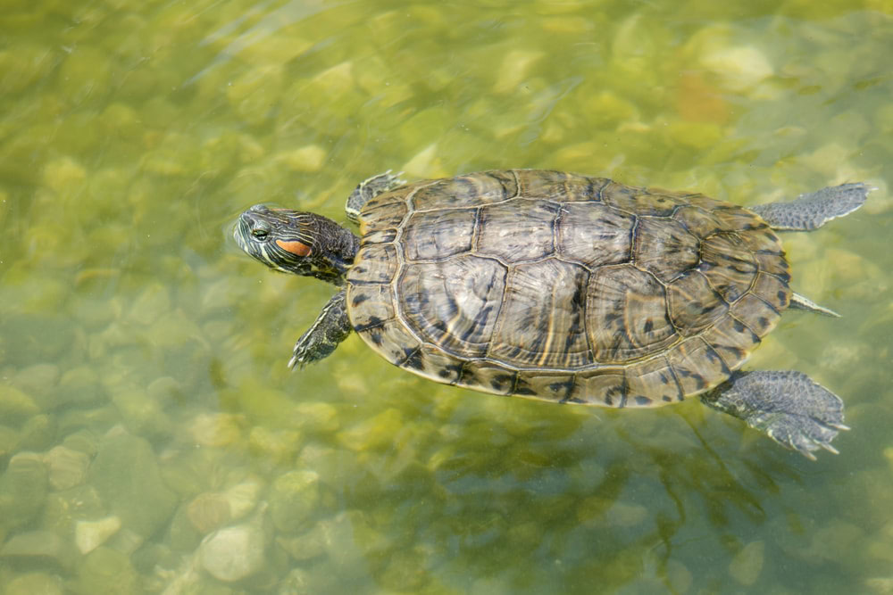 Red eared slider turtle under water