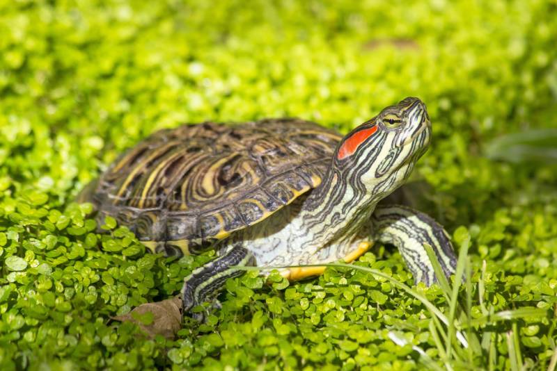 Red eared slider
