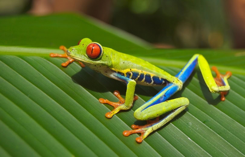 Red-eyed tree frog on a leaf
