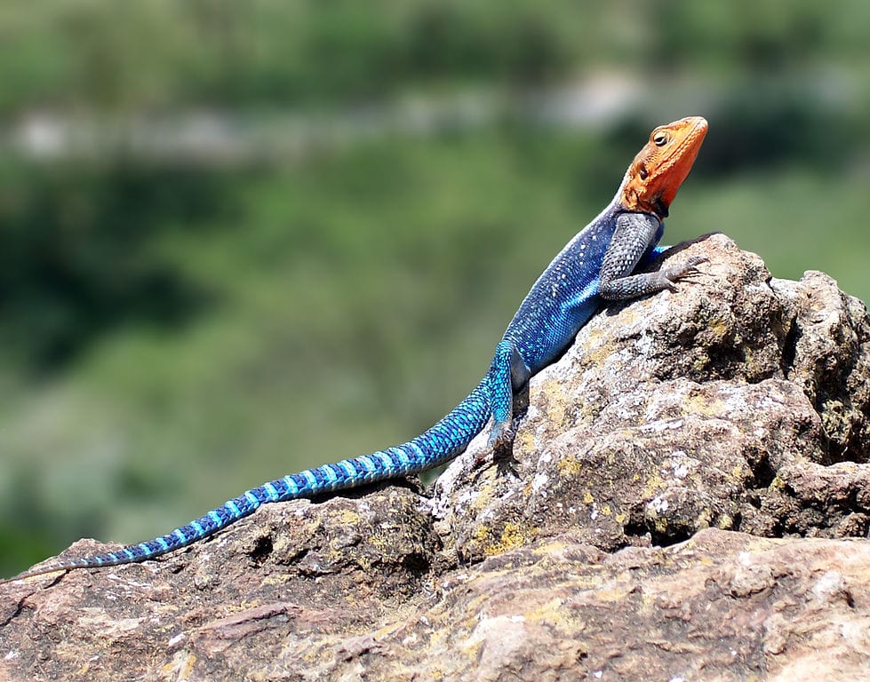Red-headed Rock Agama edit1
