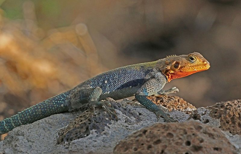 Red-headed rock agama (Agama agama) male
