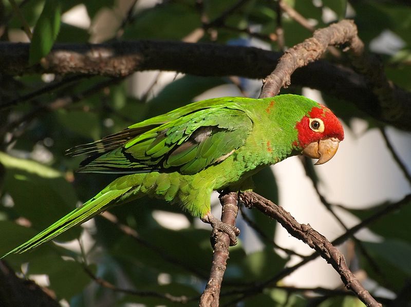 Red-masked Conure