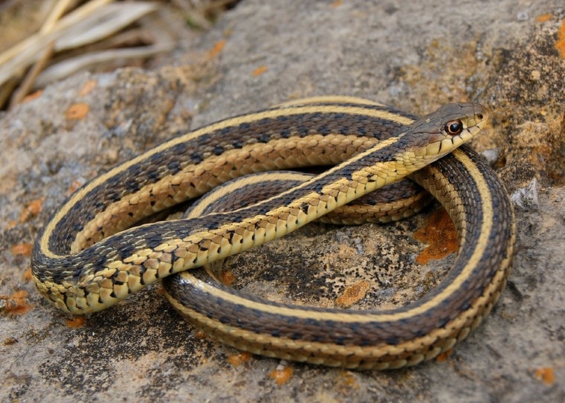 Red-sided Garter Snake