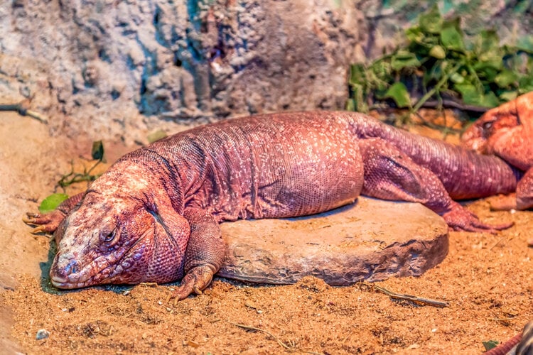 Red-tegu-on-rock