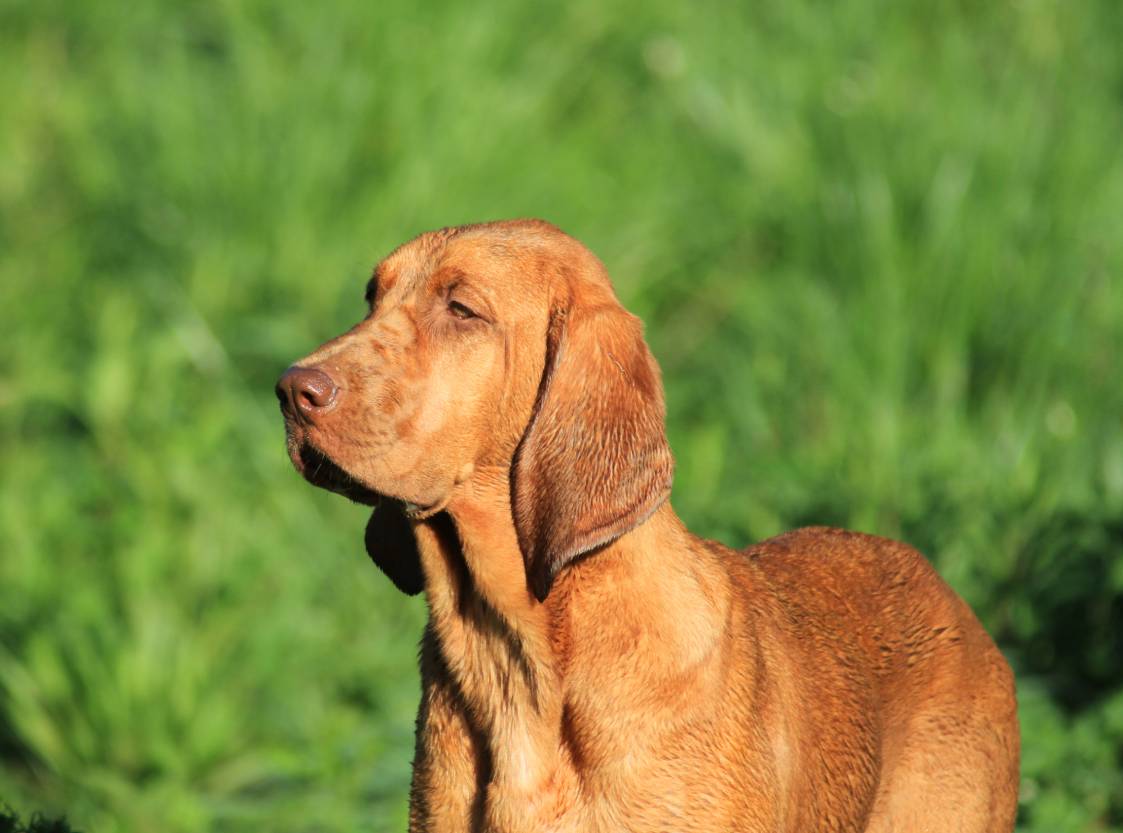 Redbone Coonhound