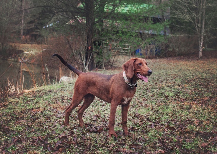 Redbone Coonhound_Shutterstock_Crystal Alba