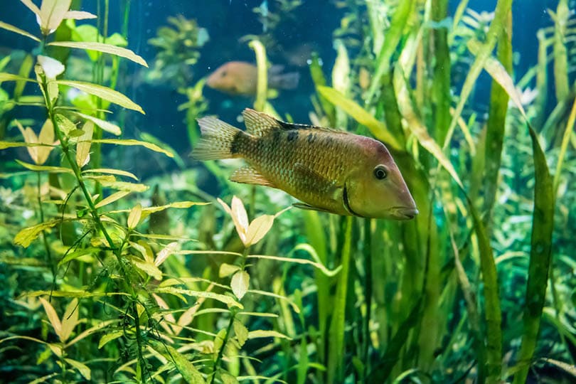 Redhump Eartheater Cichlid