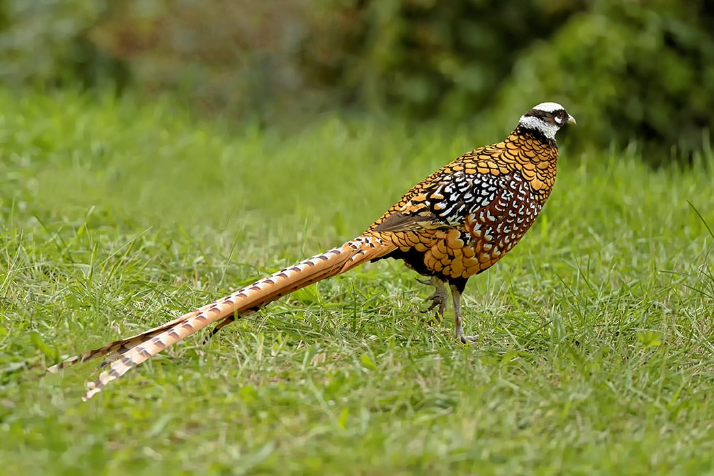 Reeves's Pheasant
