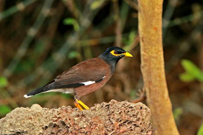 Religious Mynah side view_SARIN KUNTHONG_Shutterstock