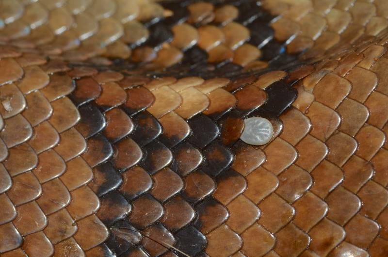 Reptile tick Amblyomma dissimile nymph parasitizing boa constrictor
