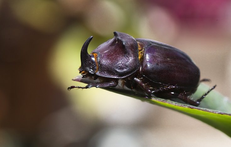 Rhinoceros Beetle