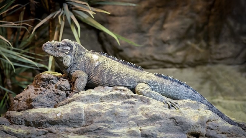 Rhinoceros Iguanas