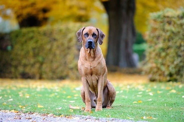 Rhodesian Ridgeback dog on grass