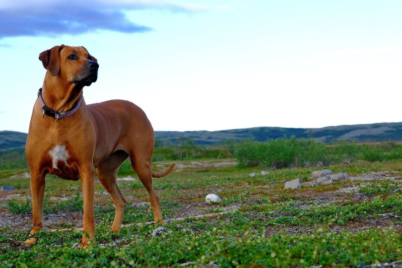 Rhodesian Ridgeback on grassy hill