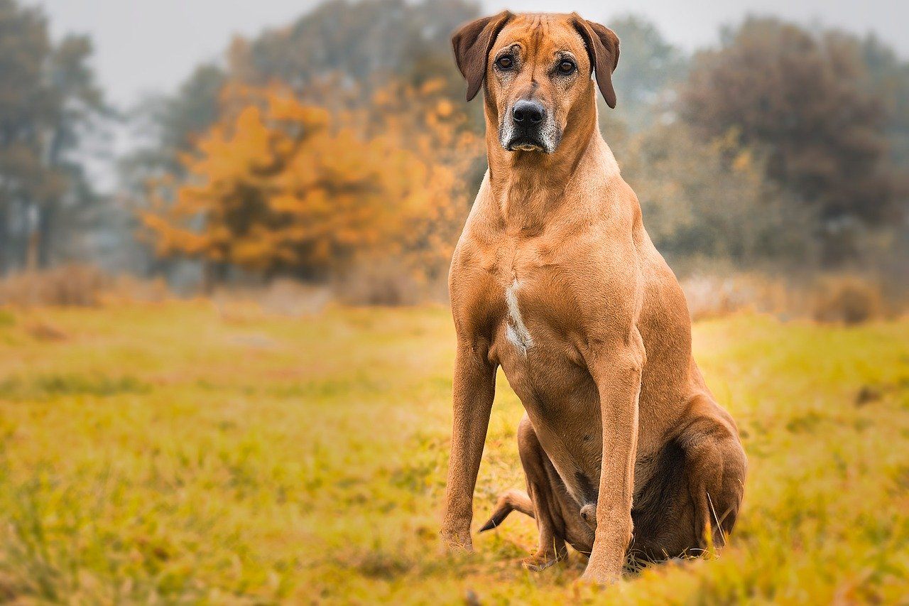 Rhodesian Ridgeback_Pixabay